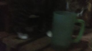 Kucing bermain