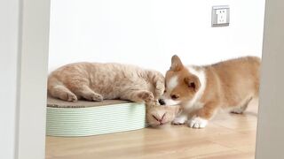My little Corgi