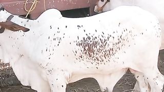 qurbani animal | karachi cow mandi |animals lovers | qurbani janwar 2023