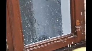 Hilarious animal activities video