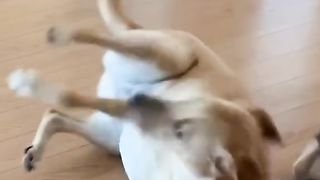 КОТКИ 15
