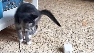 Hurry up and call your little cute, come and see your cute meow