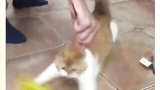 Hurry up and call your little cute, come and see your cute meow 2