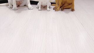 Animal funny videos 2