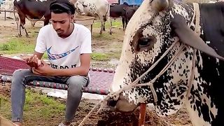 Funny video punjabi