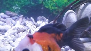beautiful fish 2