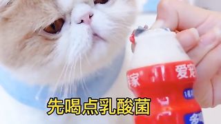 See you eat snacks really anxious! !! # Cat # Cute Pet debut project