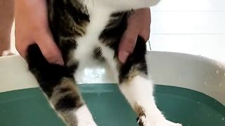 Cat # Cute Pet debut project 2
