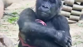 Fun monkey