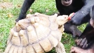 Monkeys eat apples in turtles.