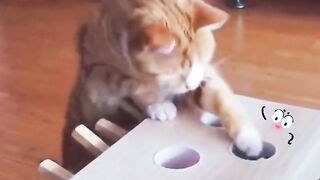 Funny pet 4