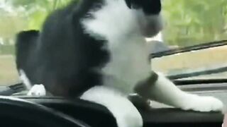 Funny cats are easy to laugh at
