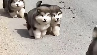 The dog that just learned to walk, the last one to add some oil