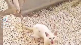 Mother cat struggles for her kittens