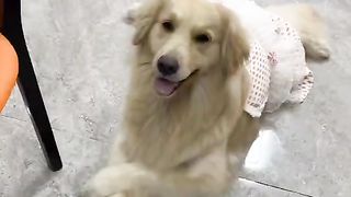 The other two dogs: You make me feel nauseous