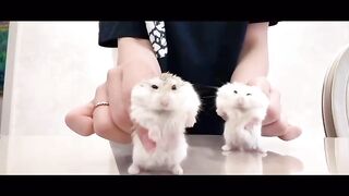 Hamster Baby Dance