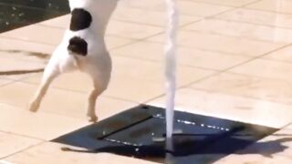 Puppy behavior of dogs