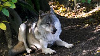 wolfhound