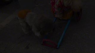 Puppy behavior of dogs 2