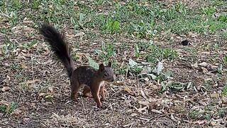 Squirrel 2