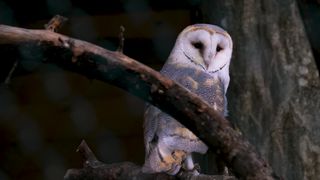 Barn owl