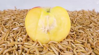 10000 Mealworms VS Peach