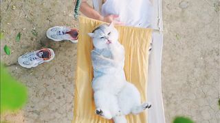 Cat cat sees the cute duckling