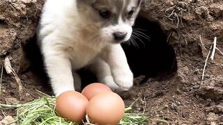 Puppy hatching chicks