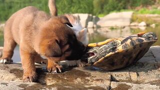 The dog bit the tortoise, but was bitten by the tortoise