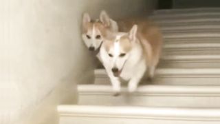 Dogs descending stairs