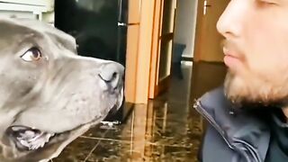 Dog Fun Collection