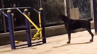 Inventory the unlucky daily lives of those stupid little dogs