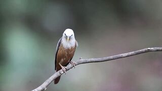Bird perched on a tree branch