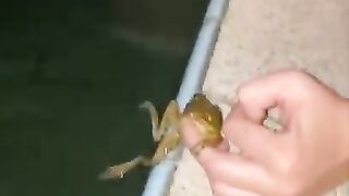 WELCOME TO FROG TIKTOK ???? TikTok Compilation 2020