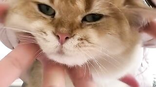 Cute Cat 5