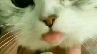 Funny cat cute cat videos - small toung cut cat
