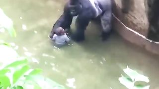 Gorilla play with the baby