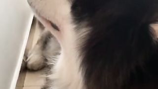 "Overbearing Super Combustion Mixed Cut", cute pet Alaska cute pet debut plan