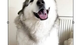 cute pet debut plan husky cute pet mixed cut This is also too cute