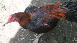 Si merah