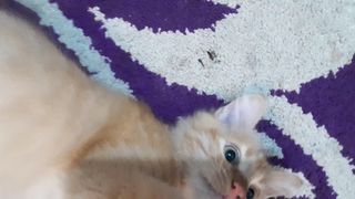 Catlover