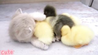 Little kitten with his babies????????????||kucing lucu bersama anak ayam