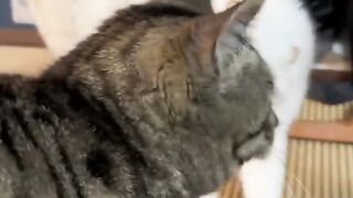 Angry Cats????????||kucing lucu marah marah mulu????