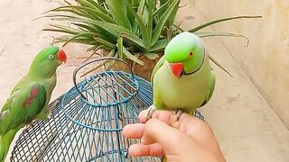 Parrot Calling Raw Parrots Mitu
