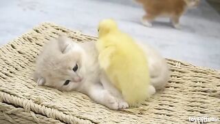 Ducklings love the baby kitten Shan. Jump up and sleep together 2