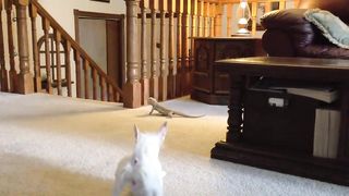 Chihuahua vs Bearded Dragon