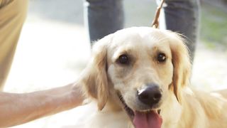 Labrador dog 2