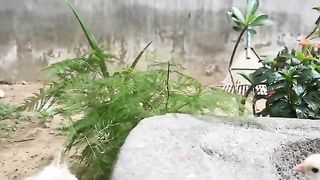 Kittens Are Very Happy To Play With Colorful Chicks