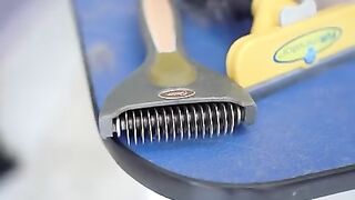 GOLDEN RETRIEVER CAN BE GROOMED