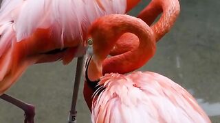 Cute Baby Birds